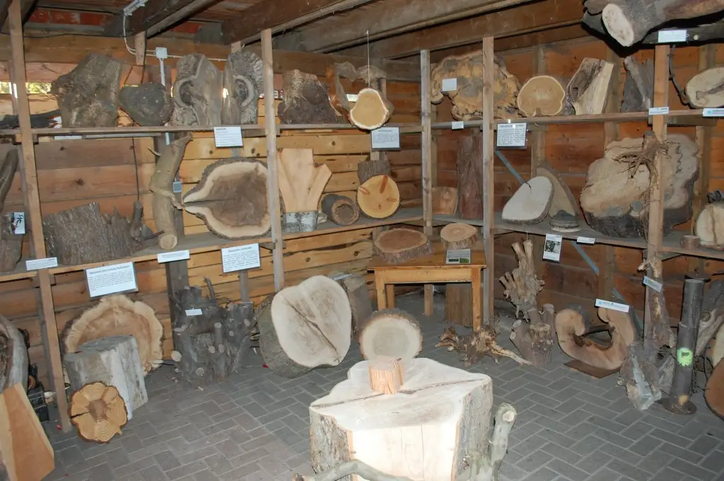 Innenansicht des ehemaligen Baum-Museum mit vielen Ausstellungsstücken von Baumbegutachtungen,
 auf dem früheren Gelände des Baumzentrum
